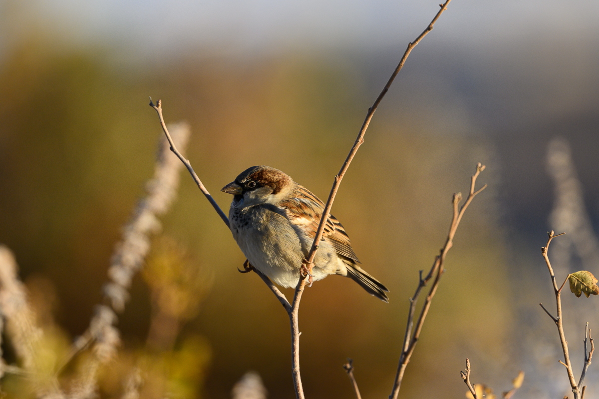 House Sparrow-1.jpg