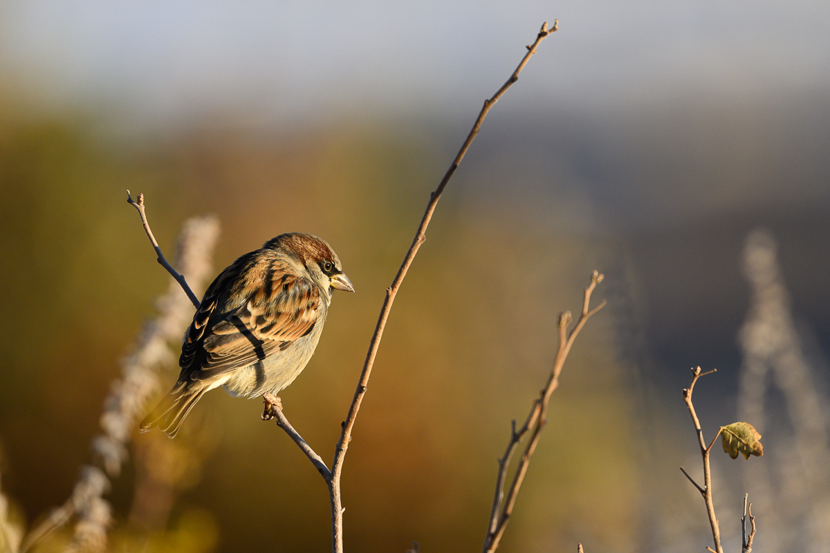 House Sparrow-2.jpg