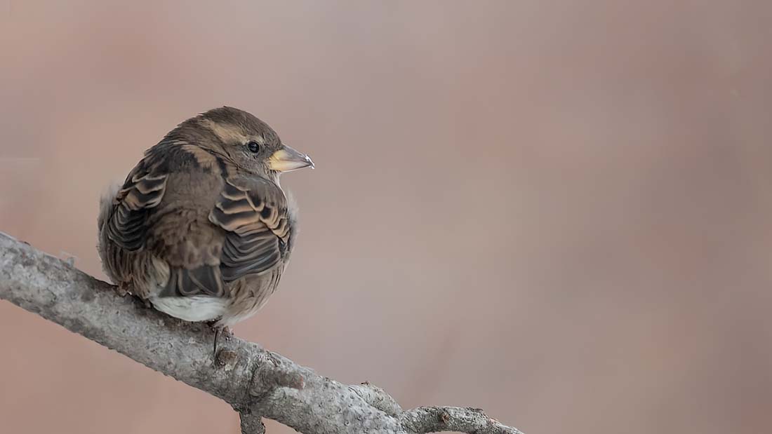house sparrow.jpg