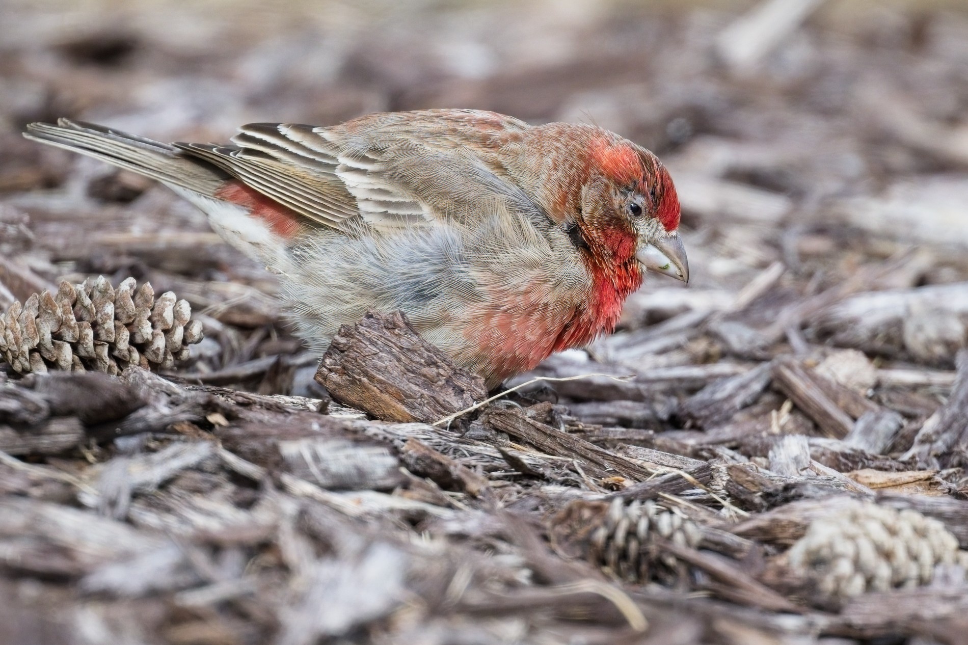 House sparrow0000.jpg