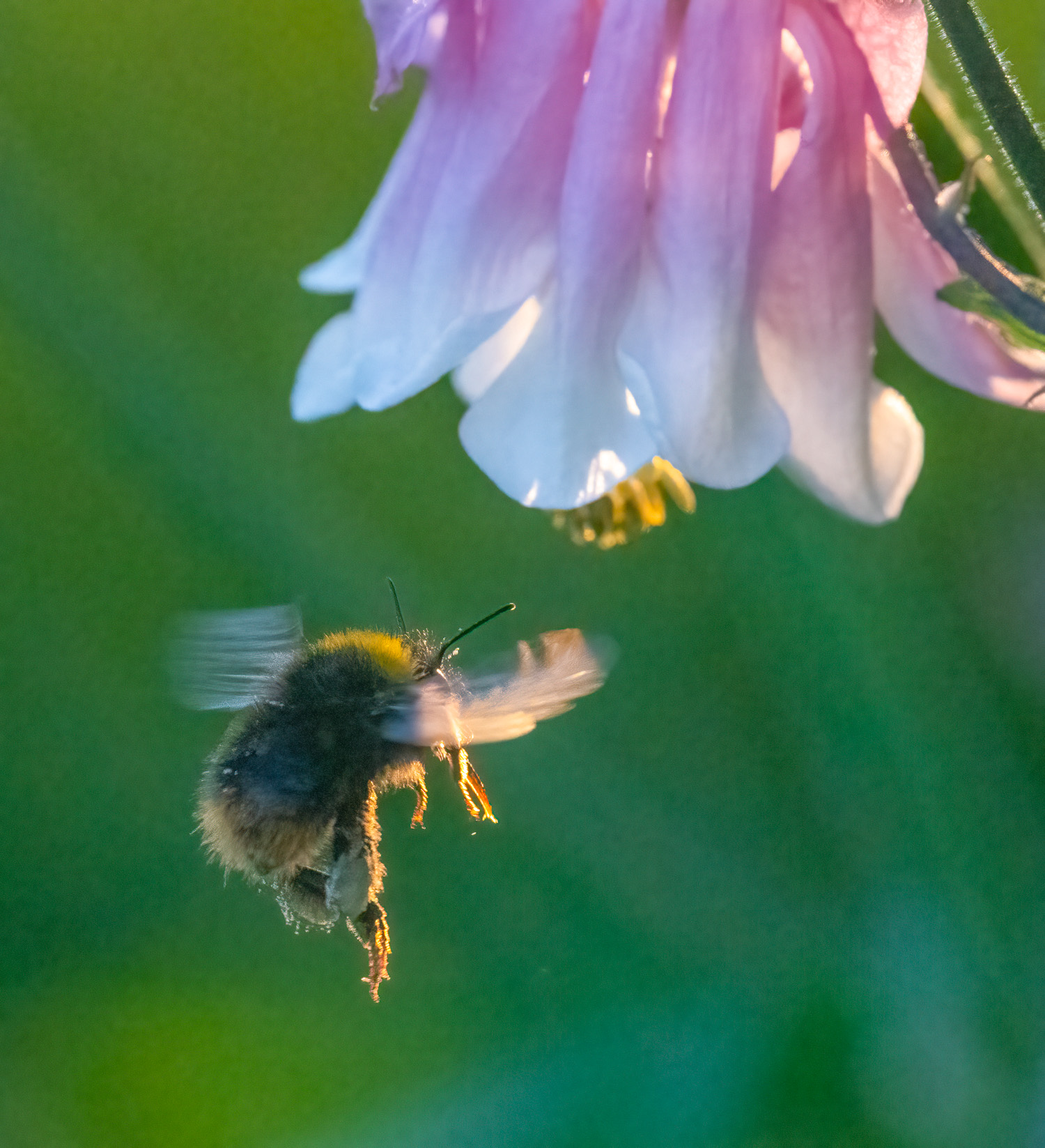 Hummel_Im_Flug-.jpg