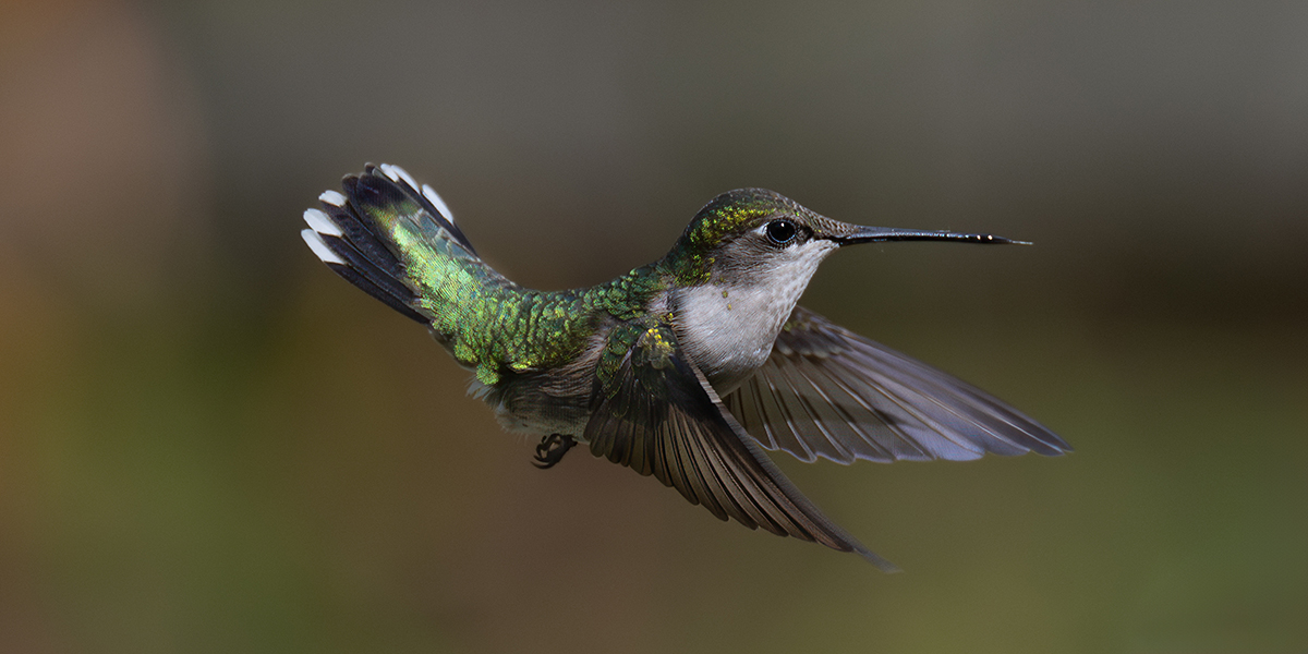 Hummer approach wings flap down with bit of tongue crop 0712.jpg