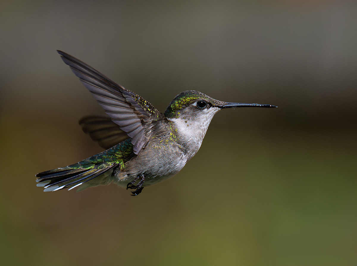 Hummer approach wings up with tongue bit crop  0711.jpg