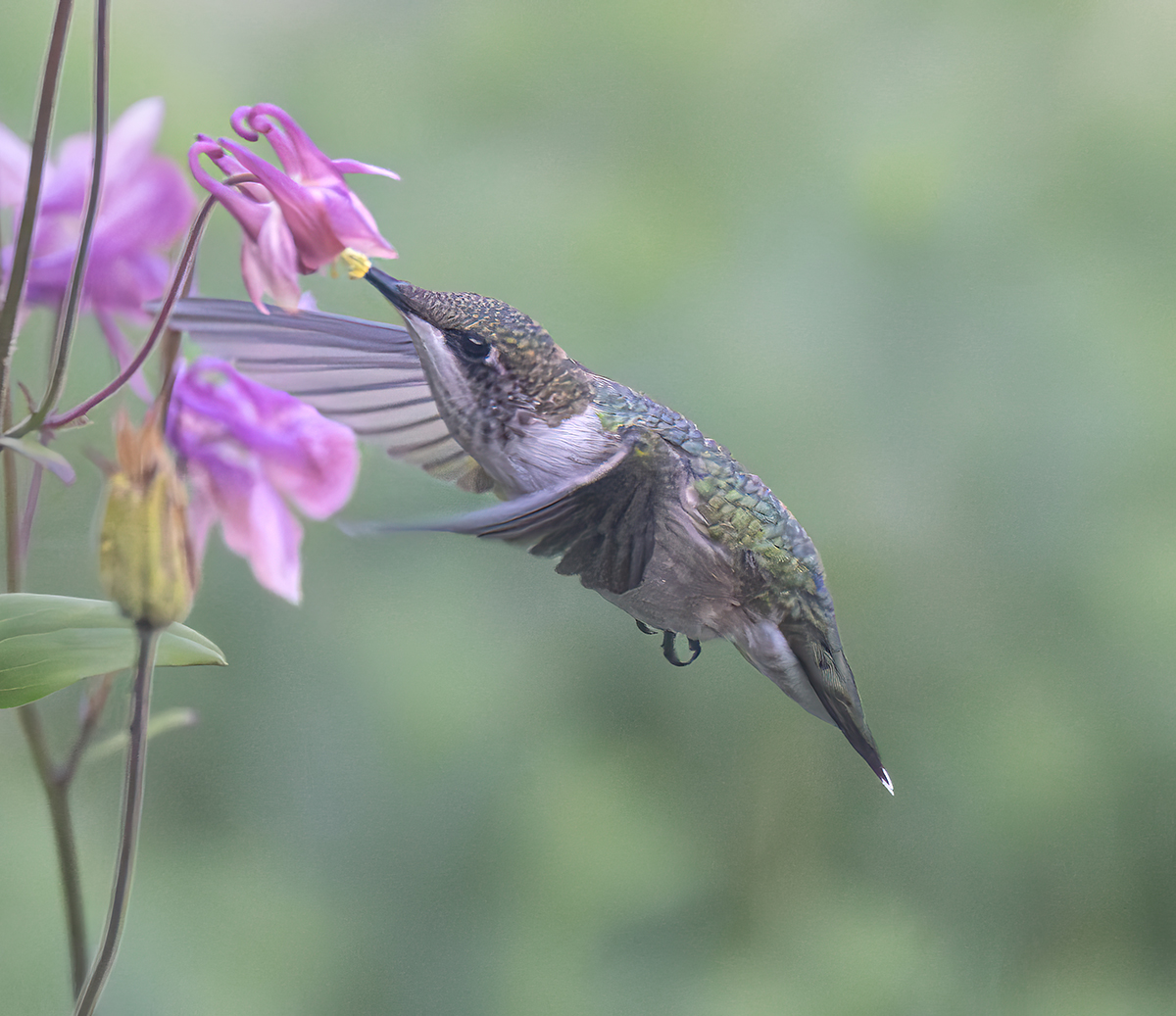 Humming bird female at flower 5397.jpg