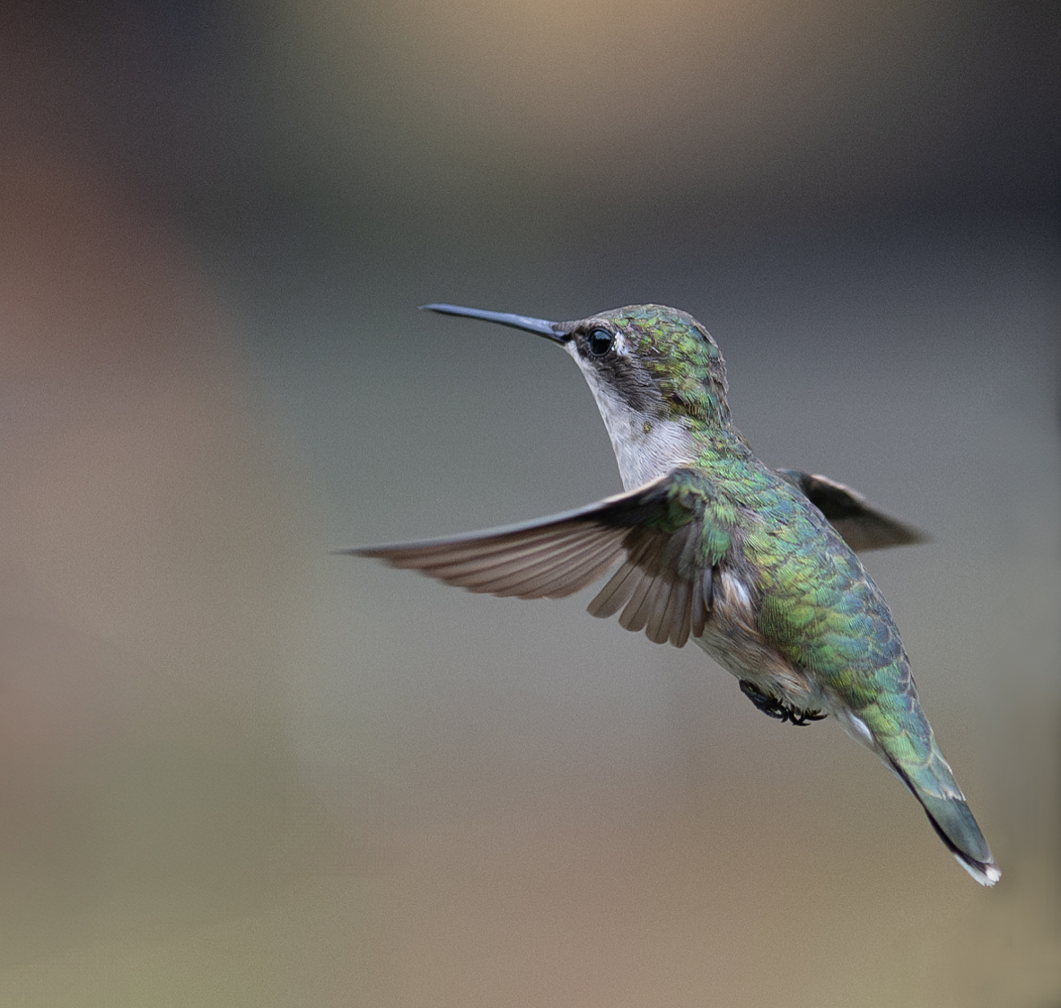 Humming Bird Ruby Throated female with Plena 4109.jpg