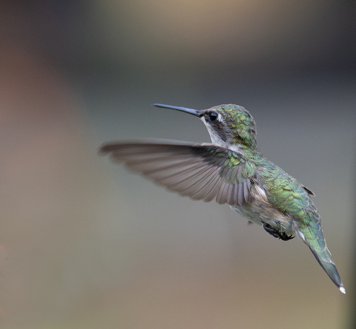 Humming Bird Ruby Throated female with Plena  4112.jpg