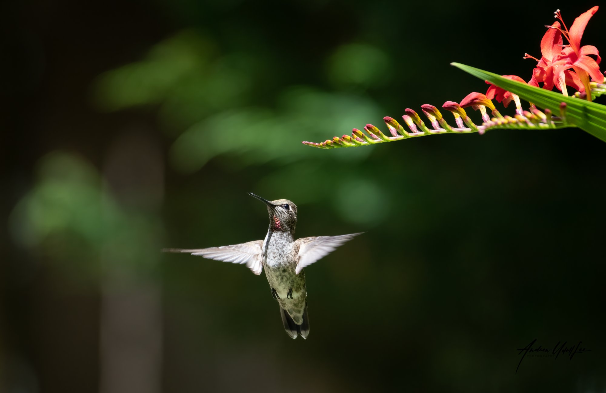 hummingbird 07092017.jpg