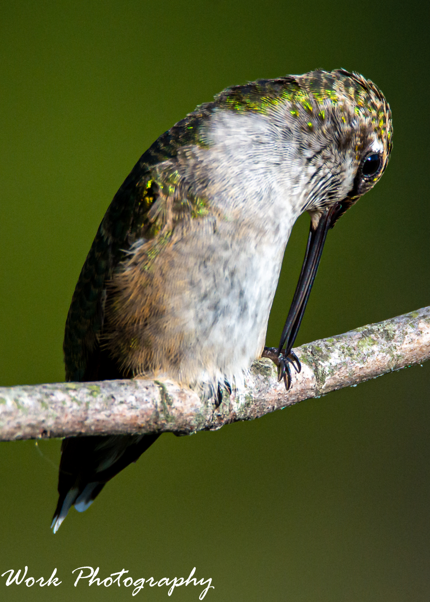 hummingbird-1150.jpg
