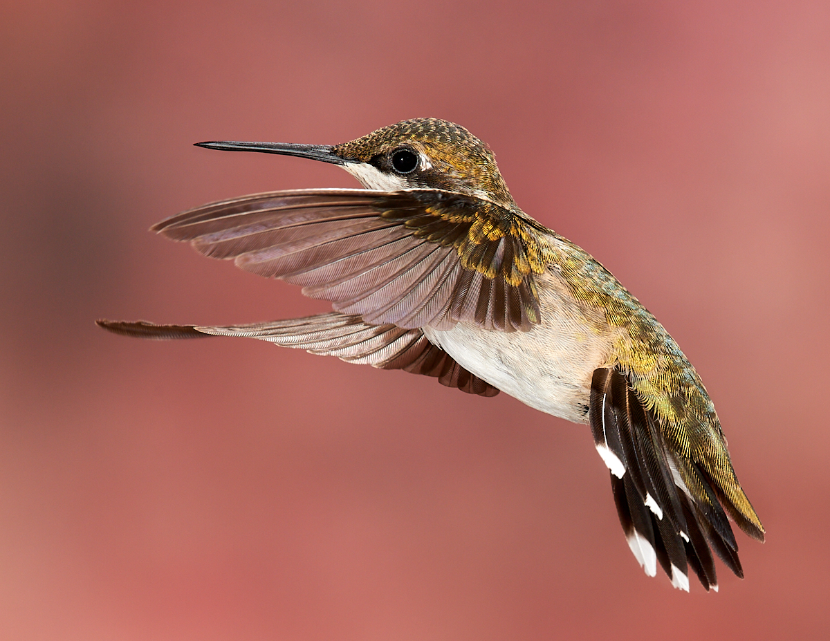 Hummingbird 2013-09-04 073.jpg