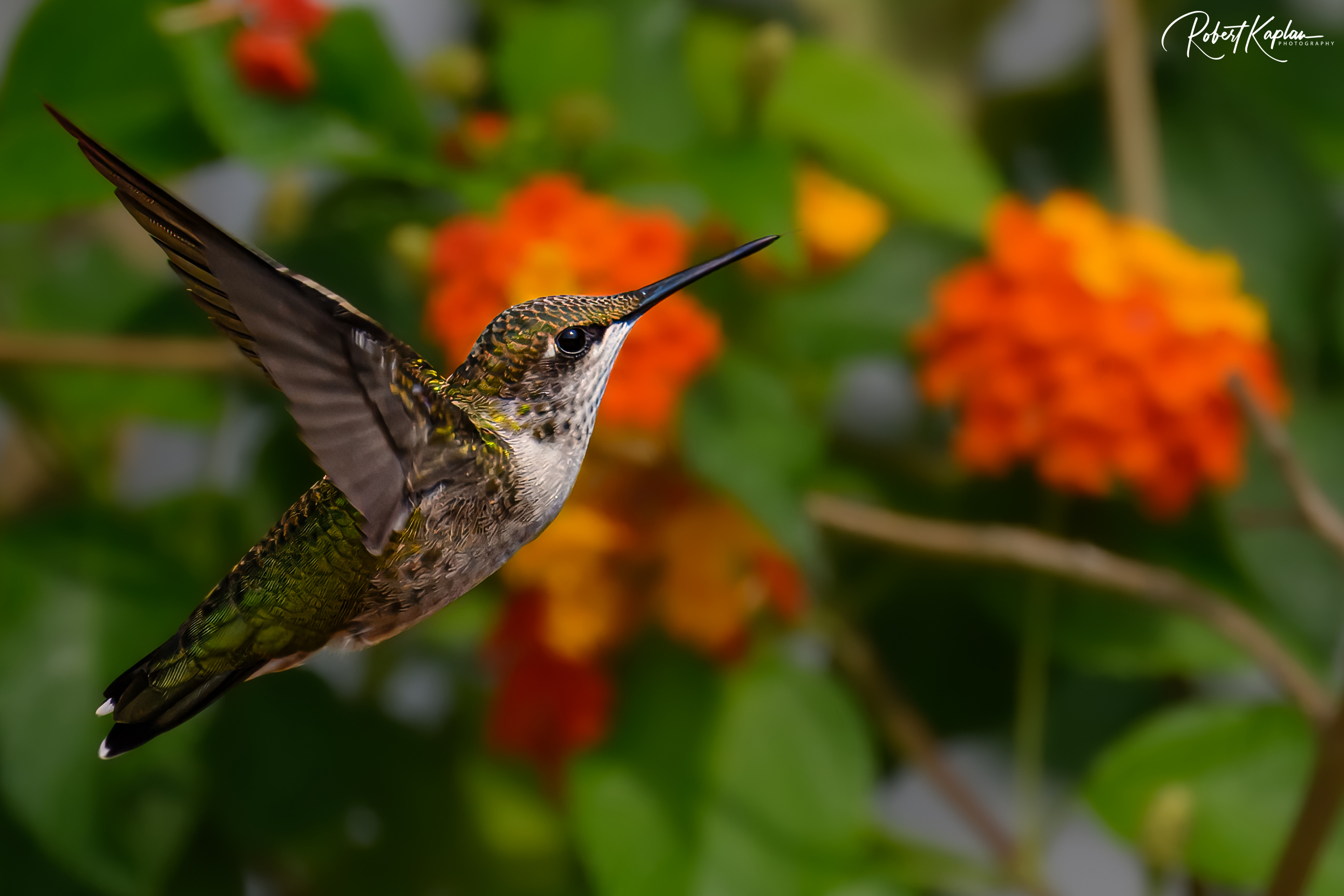 Hummingbird-2702.jpg
