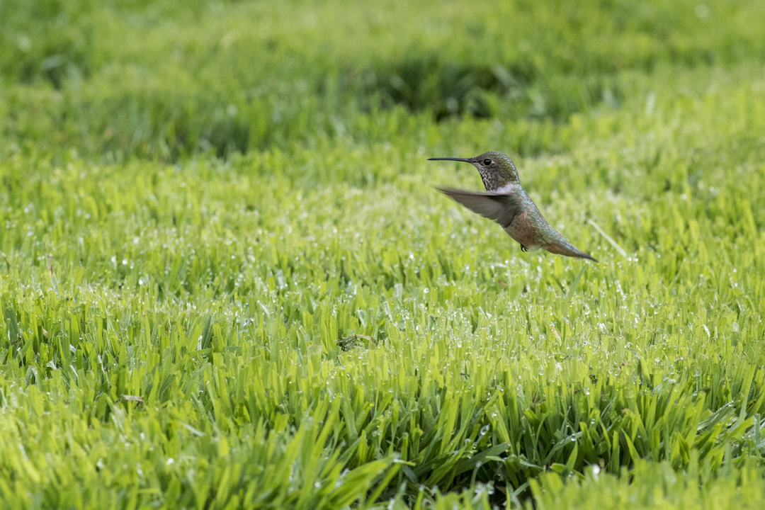 hummingbird 501_1490 202002 720 foraging.jpg