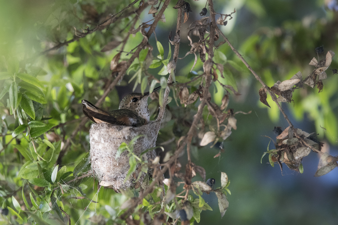 hummingbird 502_3066 201906 720 incubation.jpg