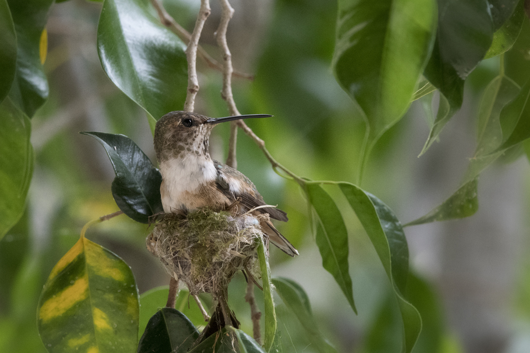 hummingbird 502_5004 202005 720 nest construction.jpg
