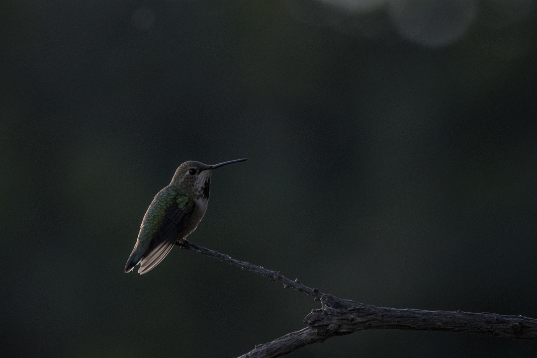 hummingbird 502_5892 202002 720 first female perch hunting.jpg