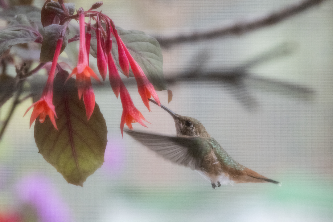 hummingbird 502_6611 202002 720 rehab foraging.jpg