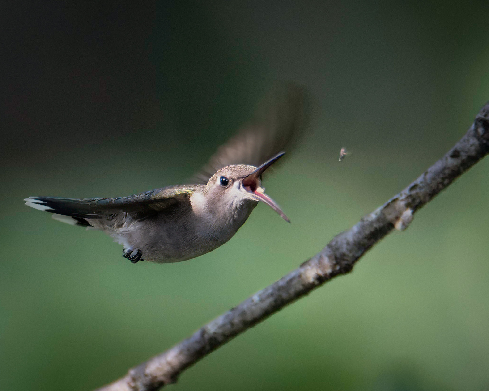 Hummingbird-6.jpg