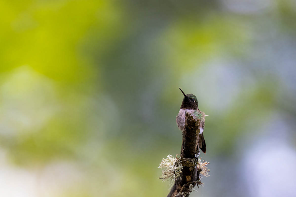 hummingbird 7060 BCG-.jpg