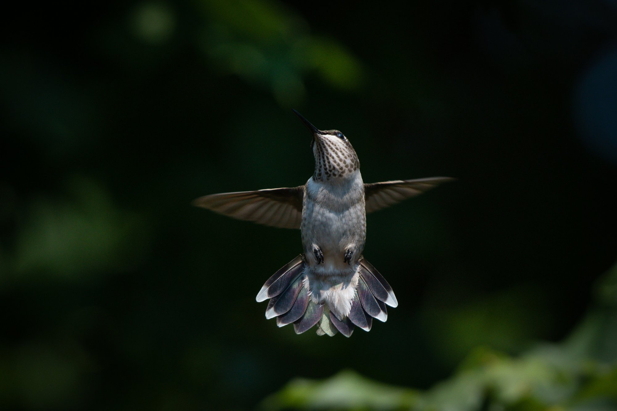 Hummingbird-9.jpg