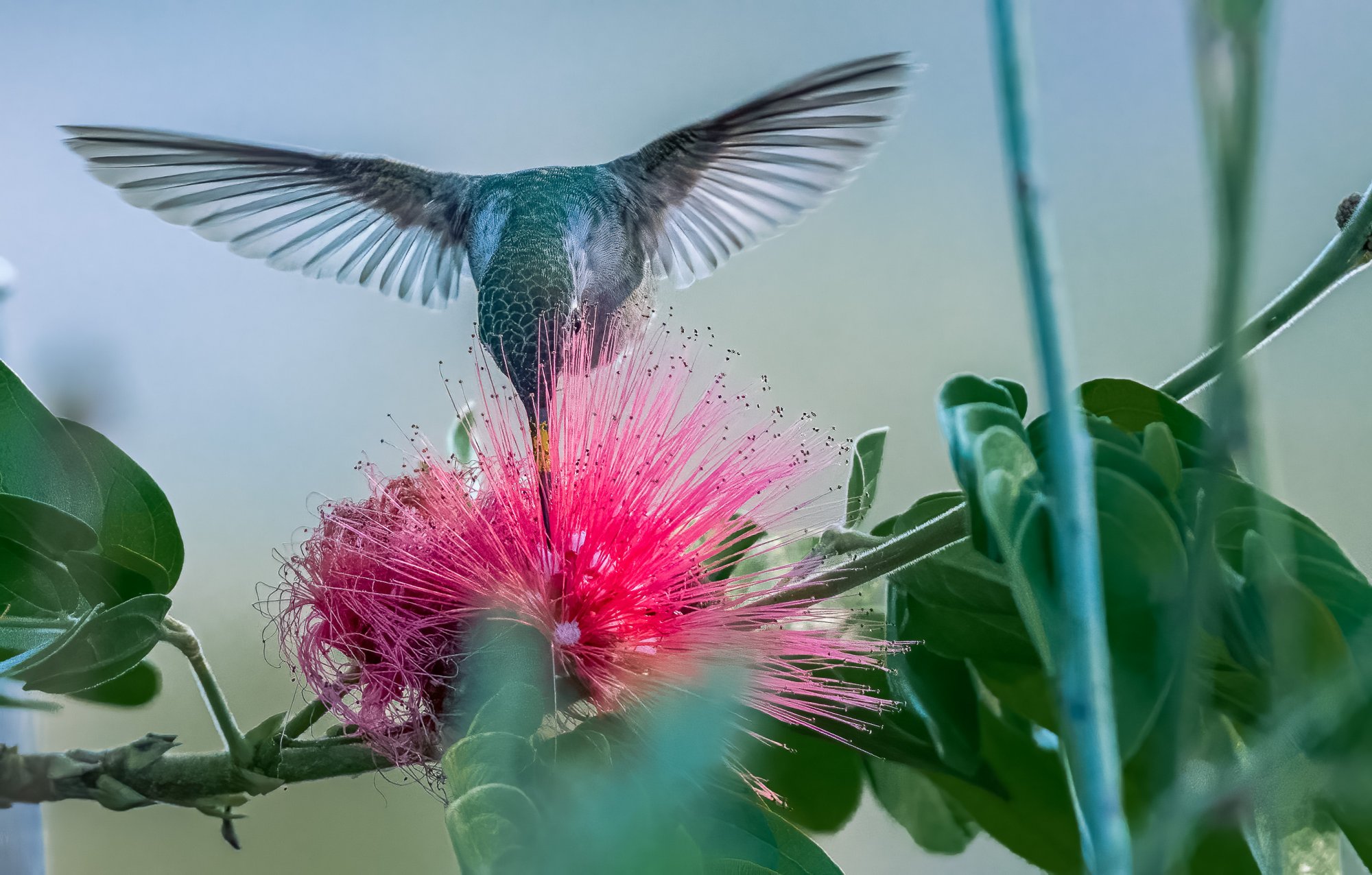 Hummingbird at pink powderpuff.jpg