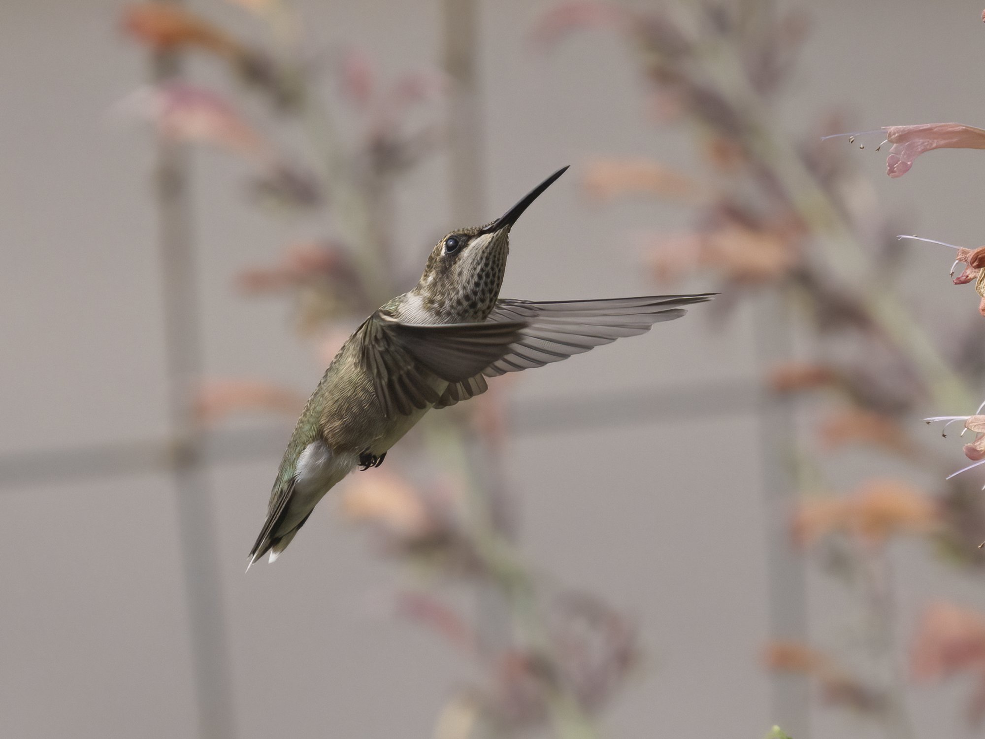 Hummingbird Aug 1 2021 Close up.jpg