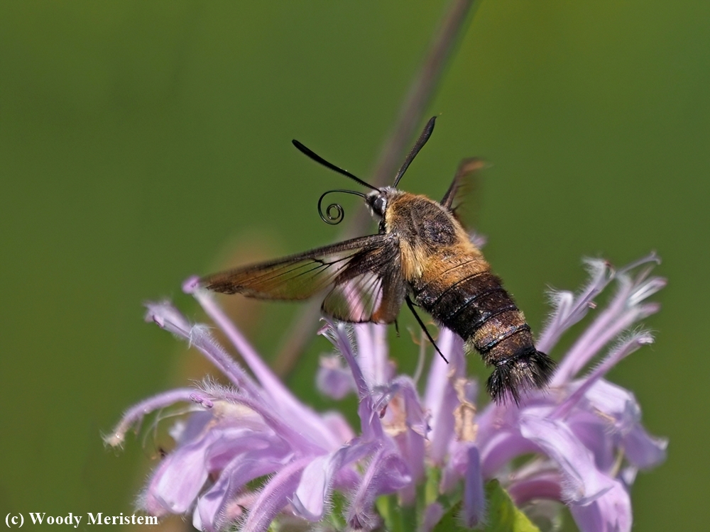 Hummingbird Clearwing Moth (34).JPG