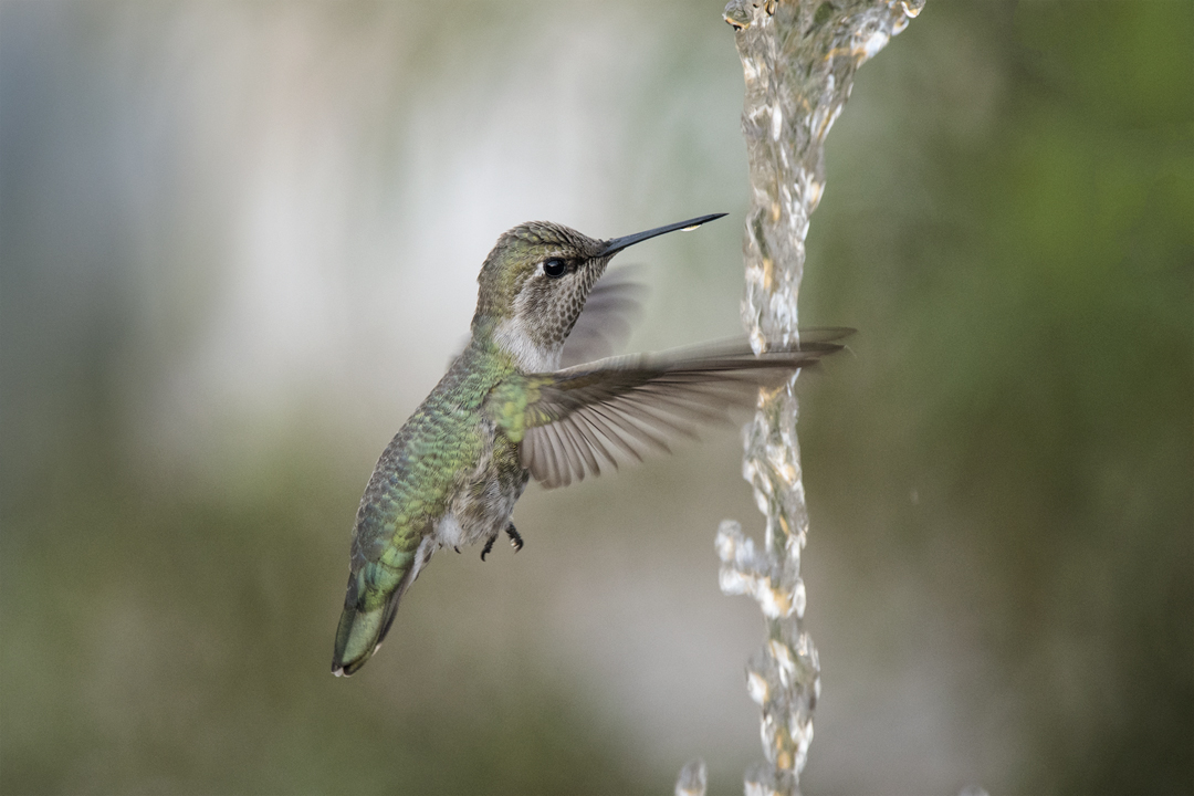 hummingbird DSC_0056 201810 720.jpg