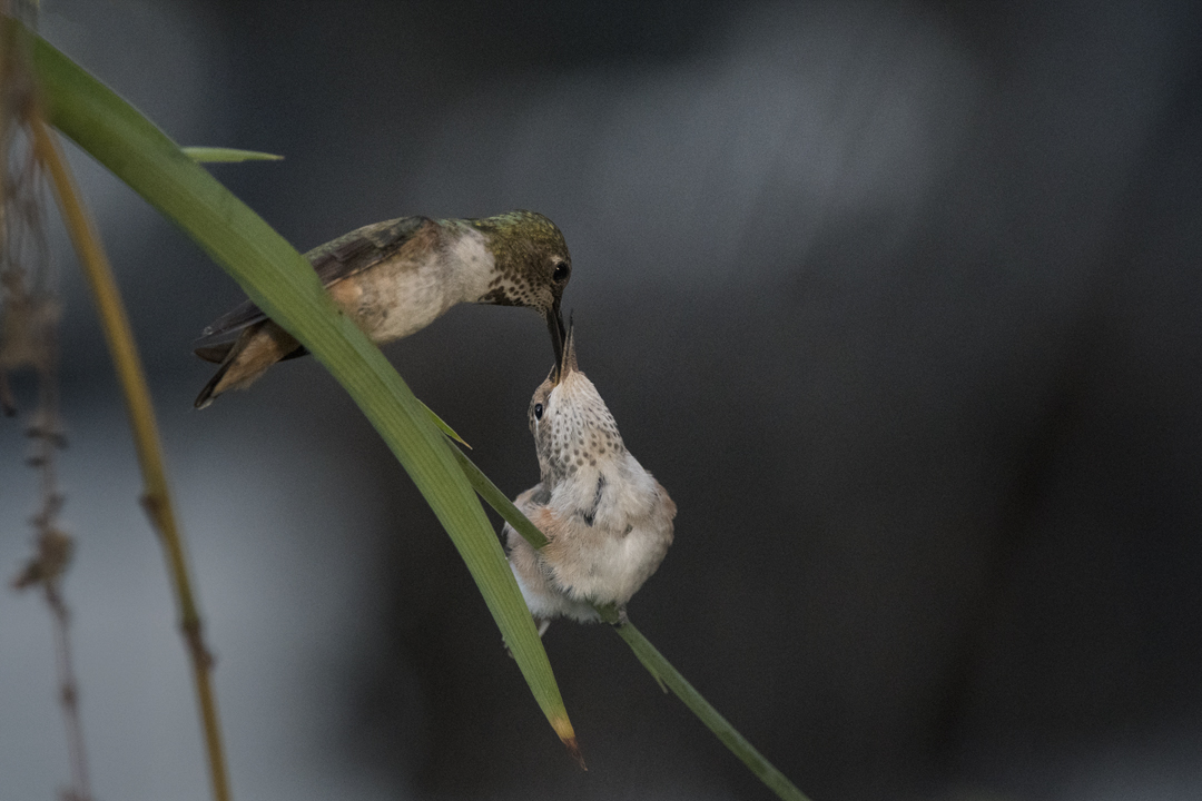 hummingbird DSC_2963 201904 720 fledgling feeding day 22.jpg