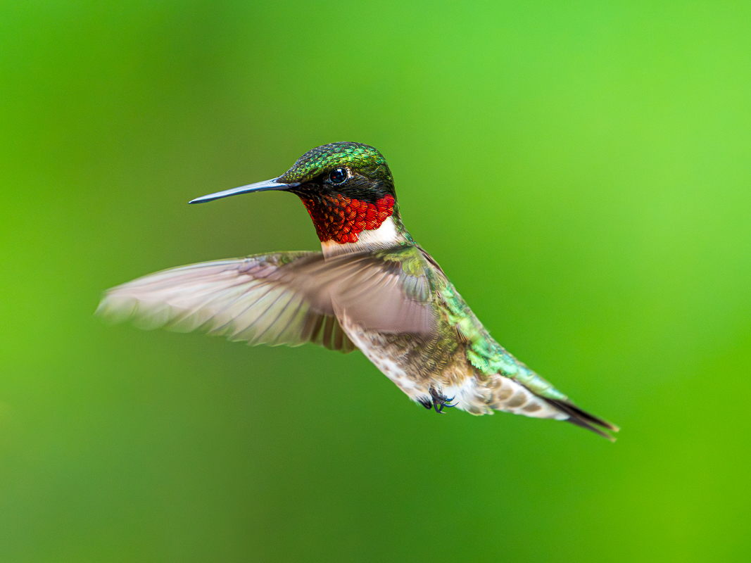 Hummingbird.jpg