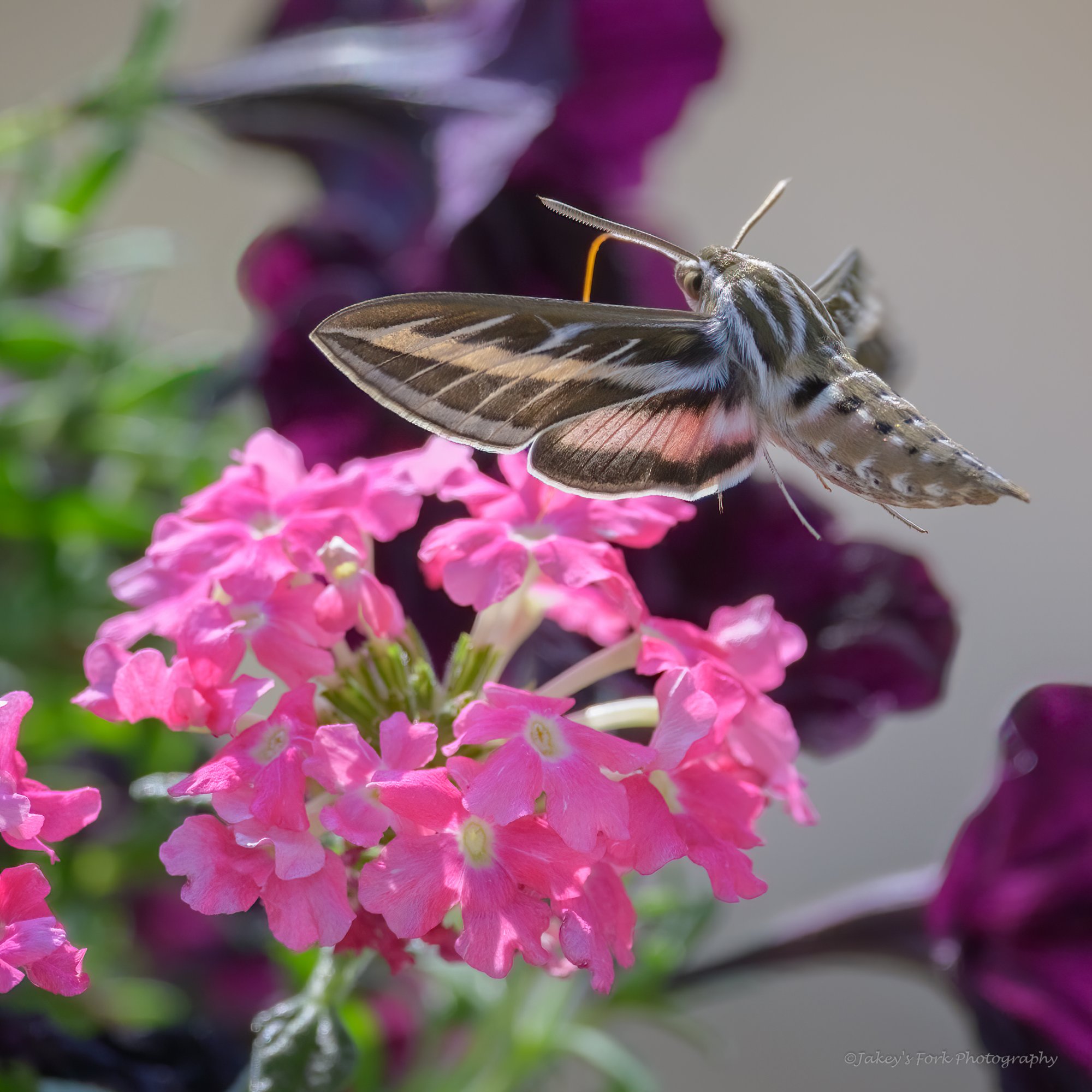 Hummingbird Moth-1.jpg