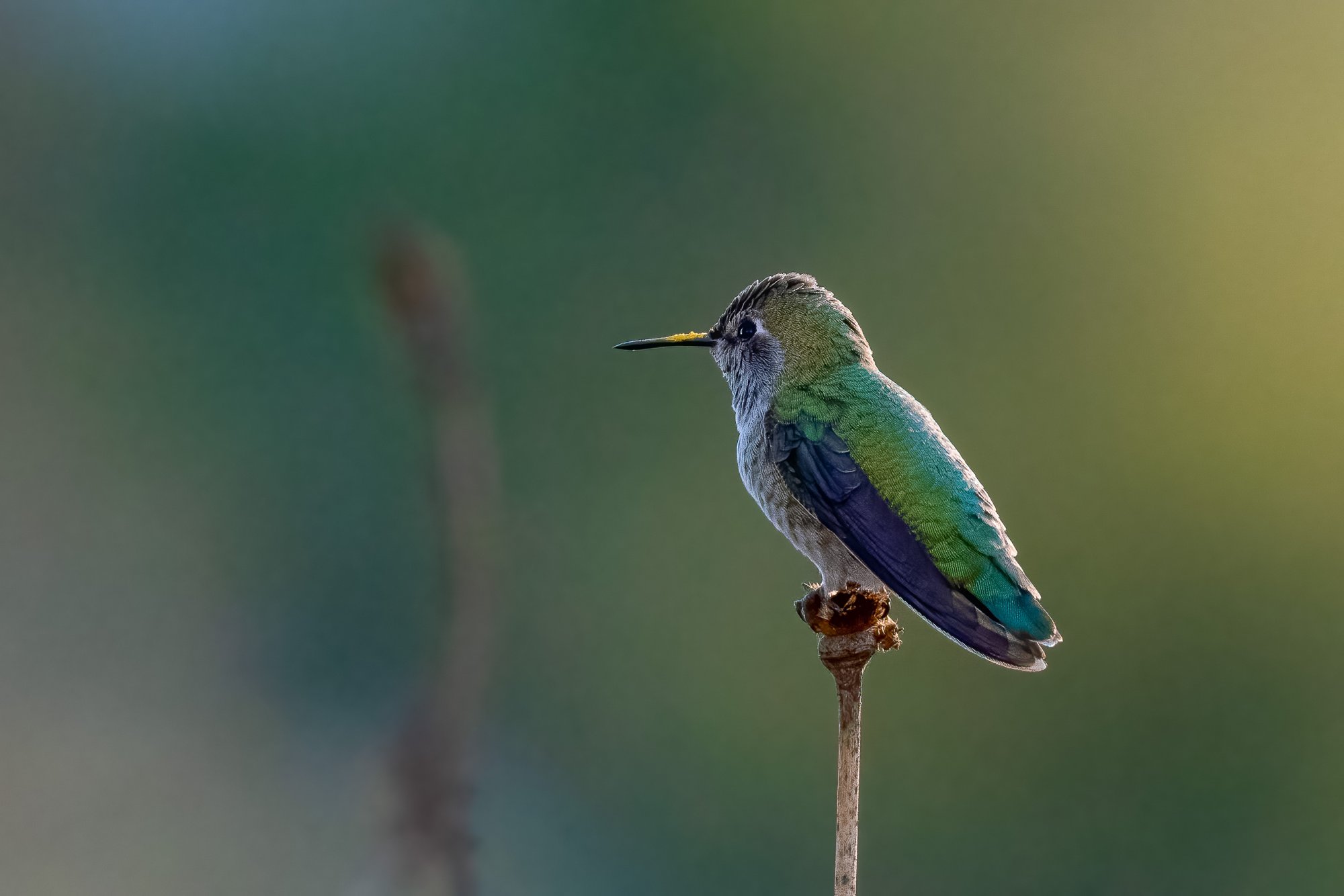 hummingbird on matilija poppy stalk.jpg