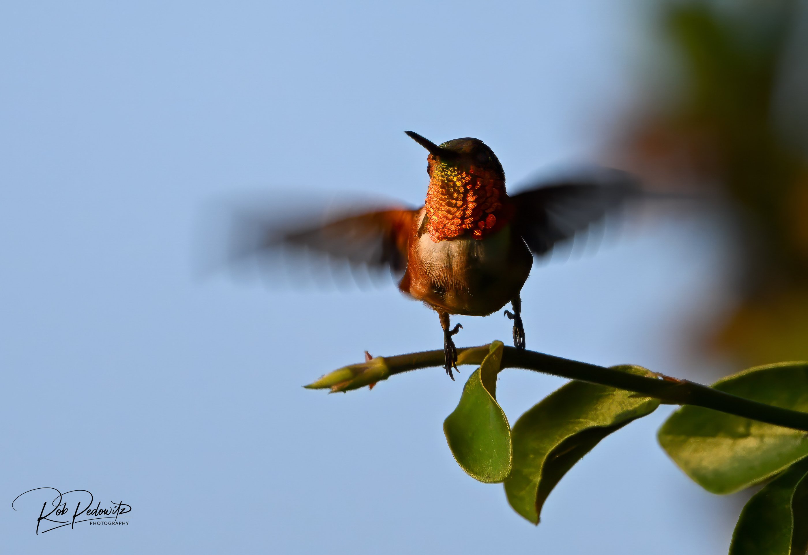 Hummingbird Pedowitz 1.jpg