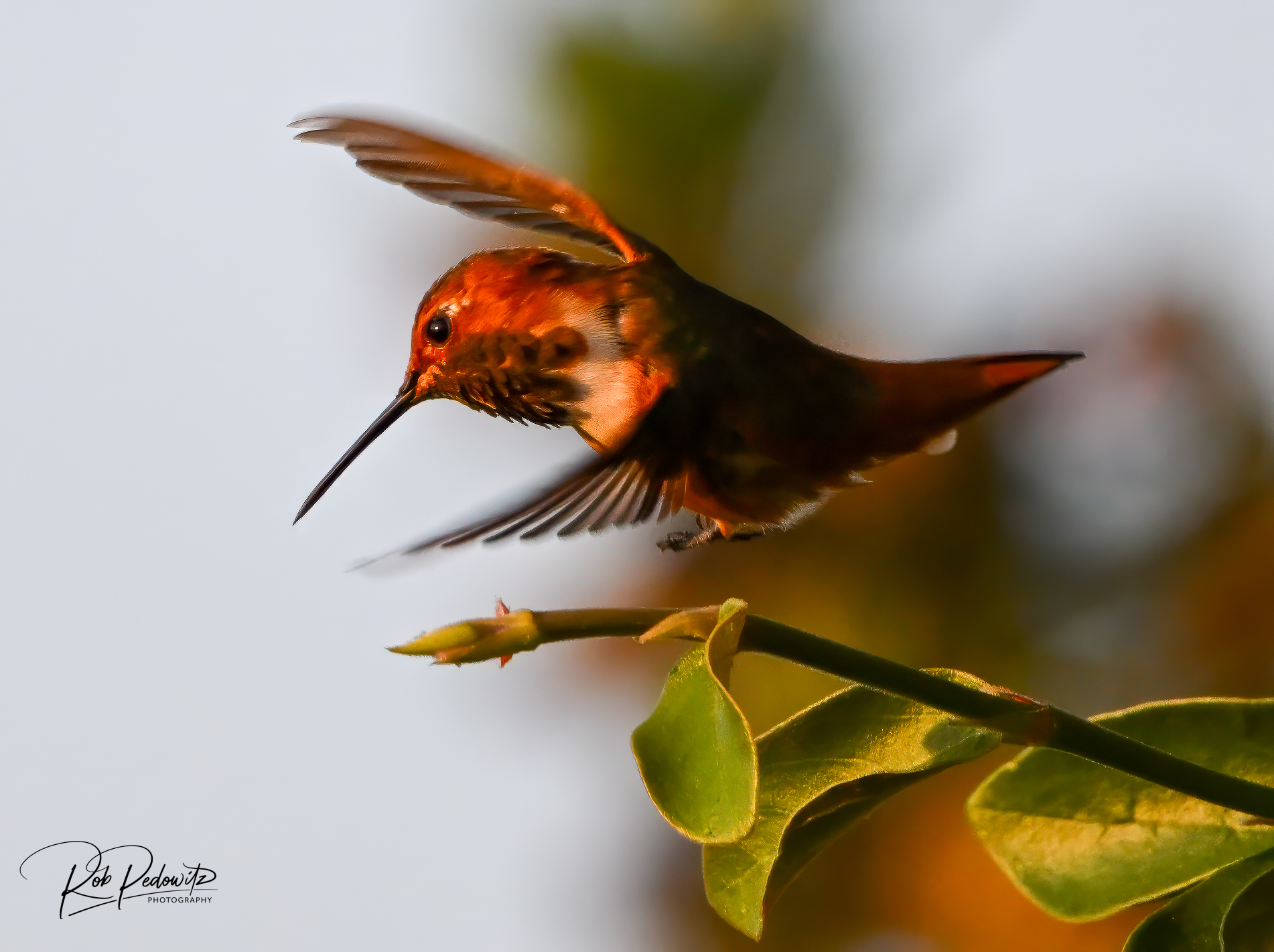 Hummingbird Pedowitz 2.jpg