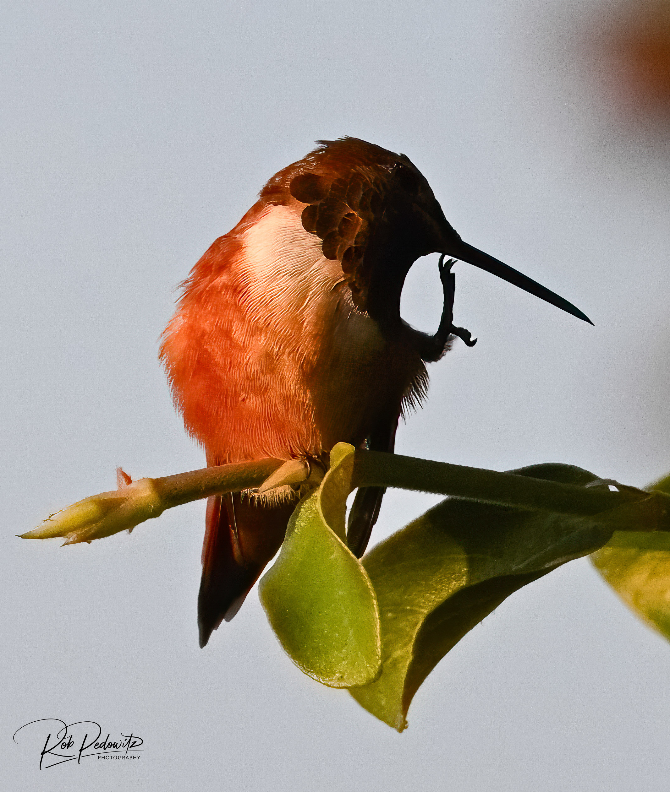 Hummingbird Pedowitz 5.jpg