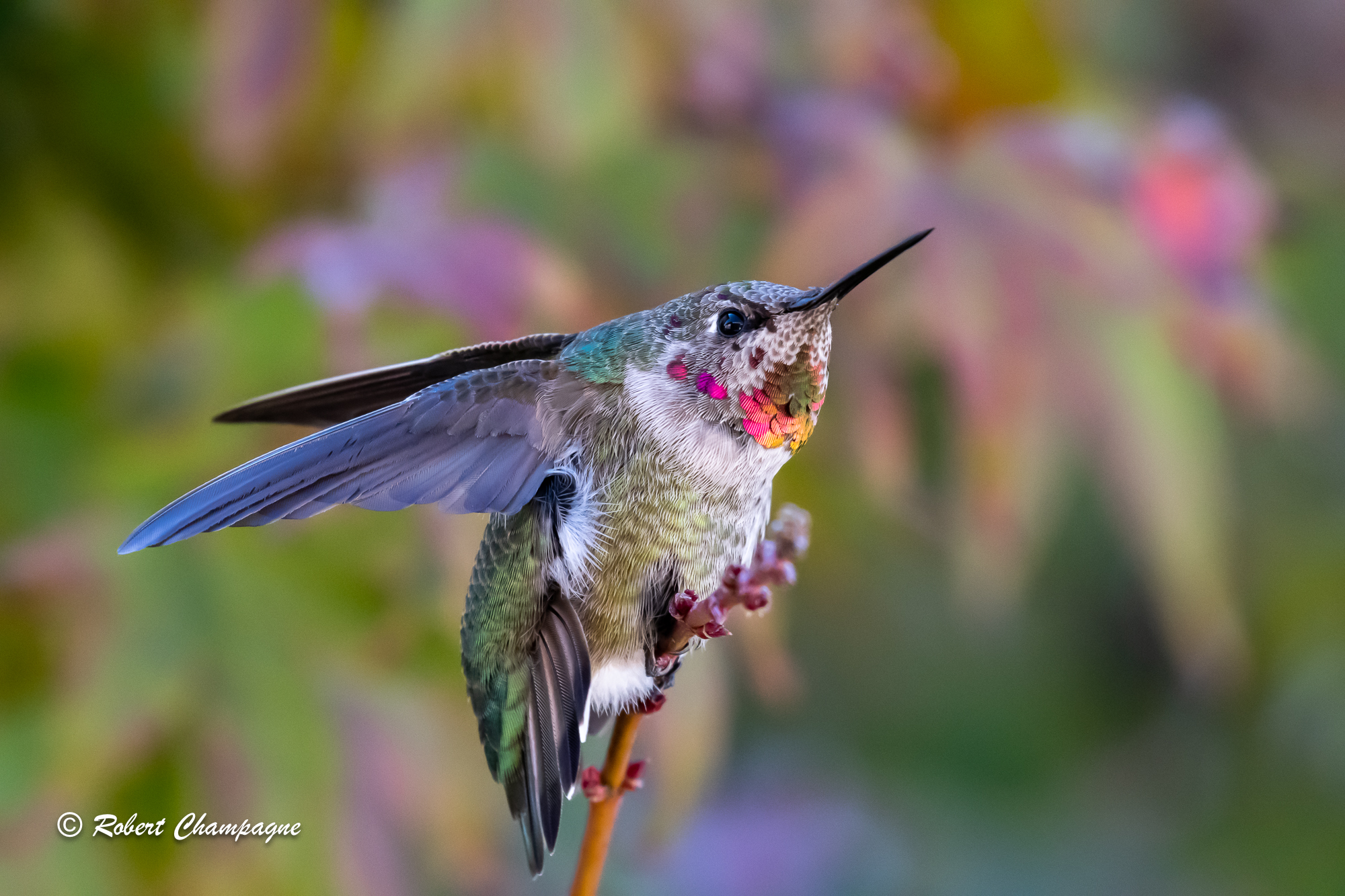 Hummingbird Ready for lift off 72.jpg