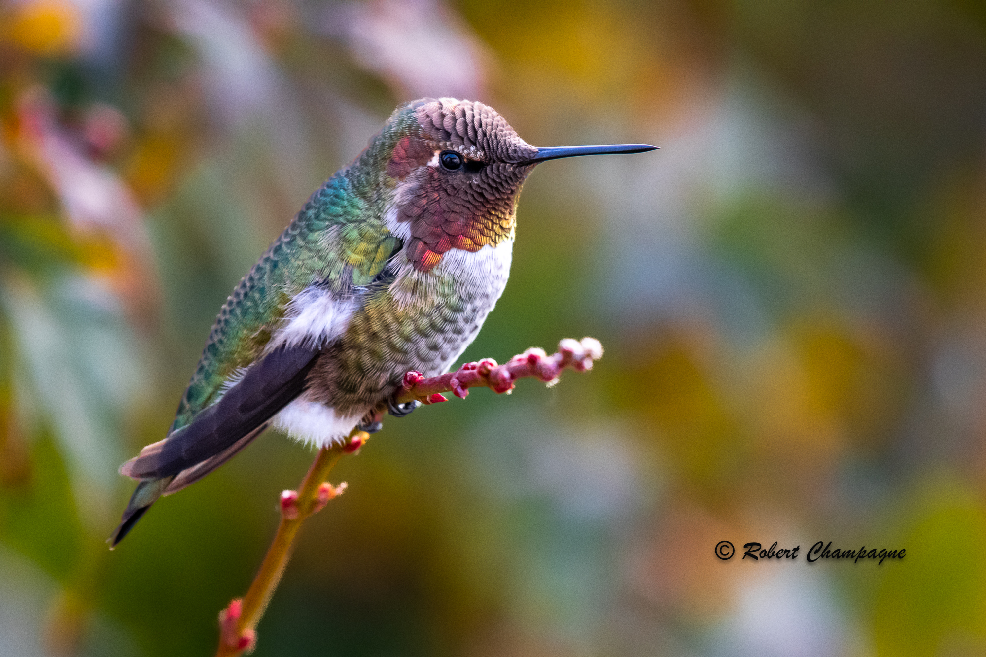 hummingbird right facing-3.jpg