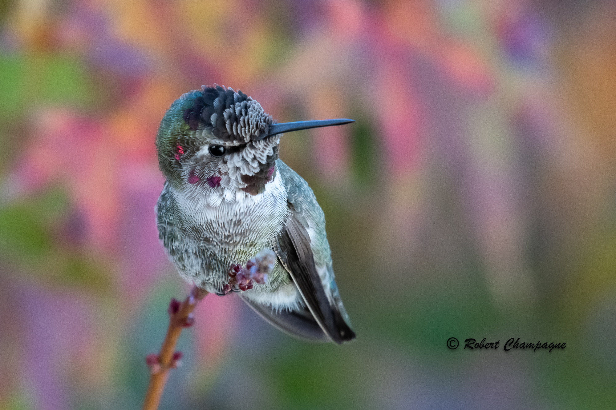 hummingbird right facing 4.jpg