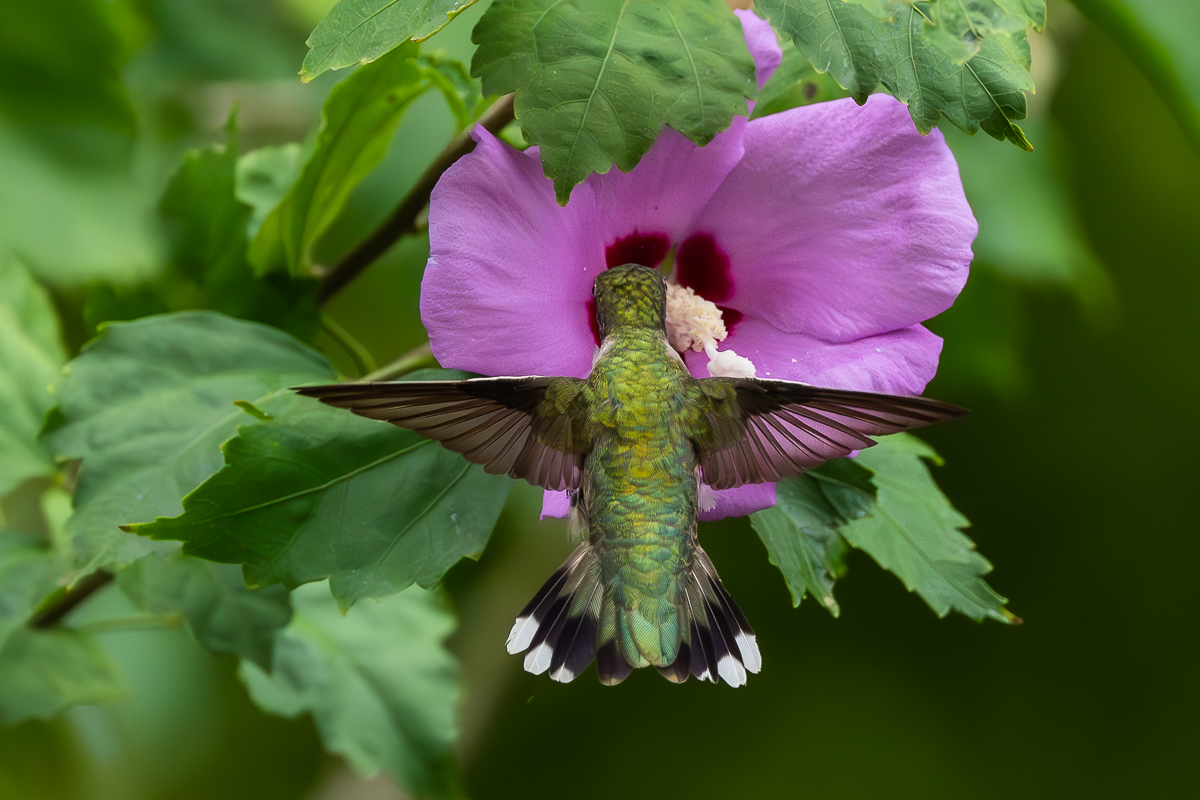 Hummingbird-tail-0831-IMG_00001.jpg