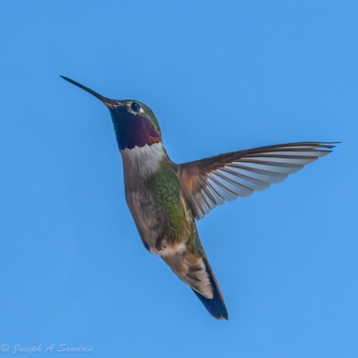 Hummingbird_01-2.jpg