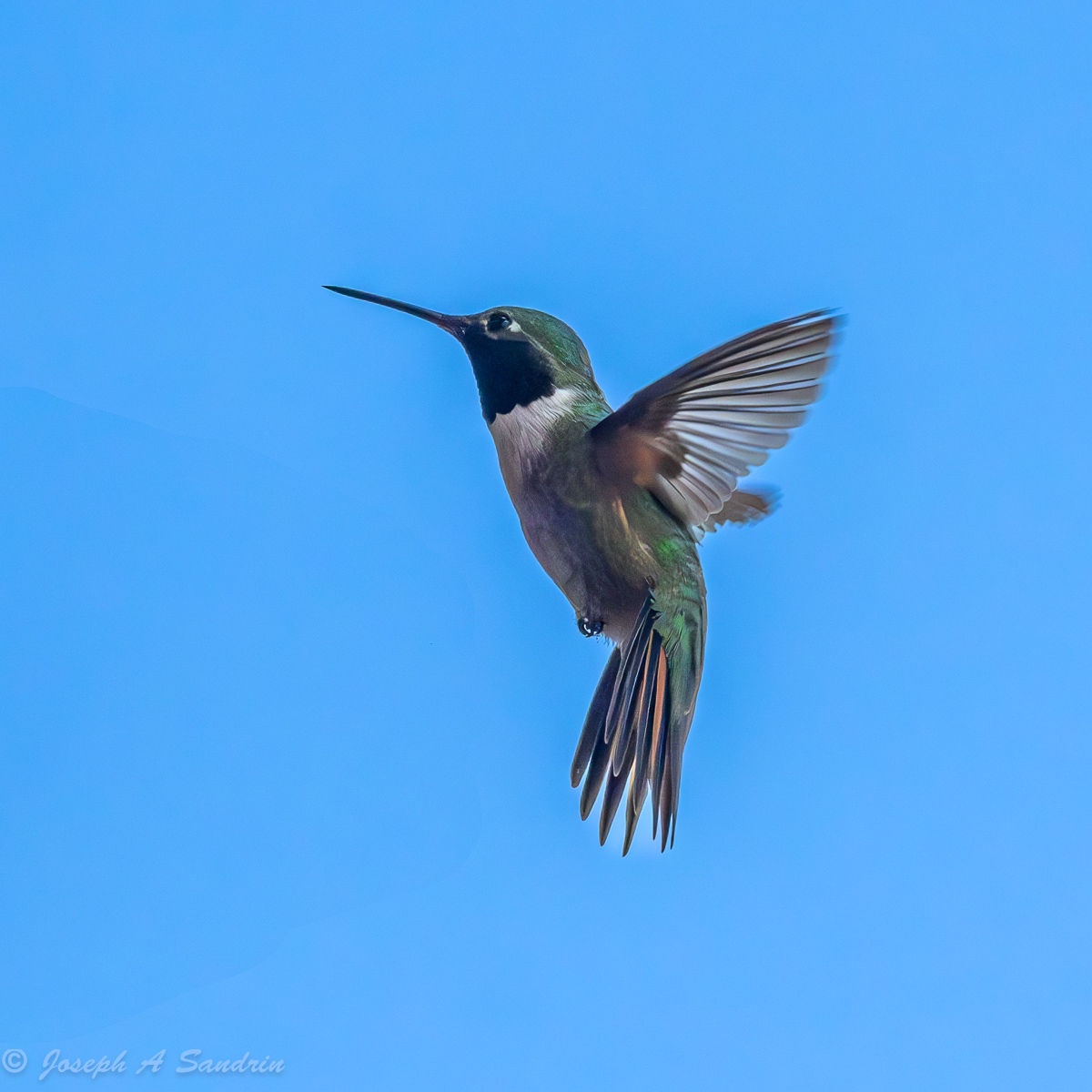 Hummingbird_02-2.jpg