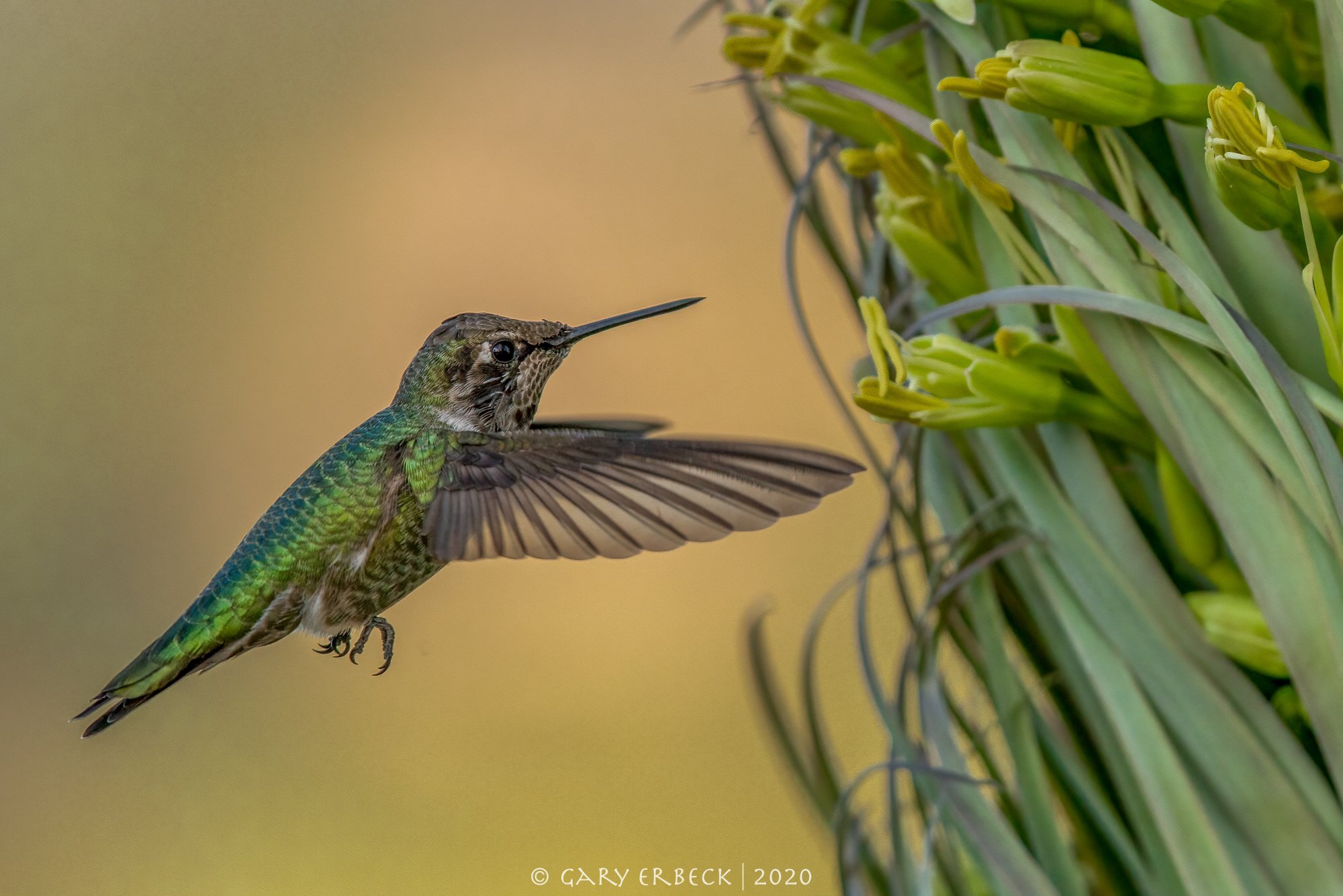 hummingbirdagaveflower-1209-IMG_00214NIKON D5.jpg