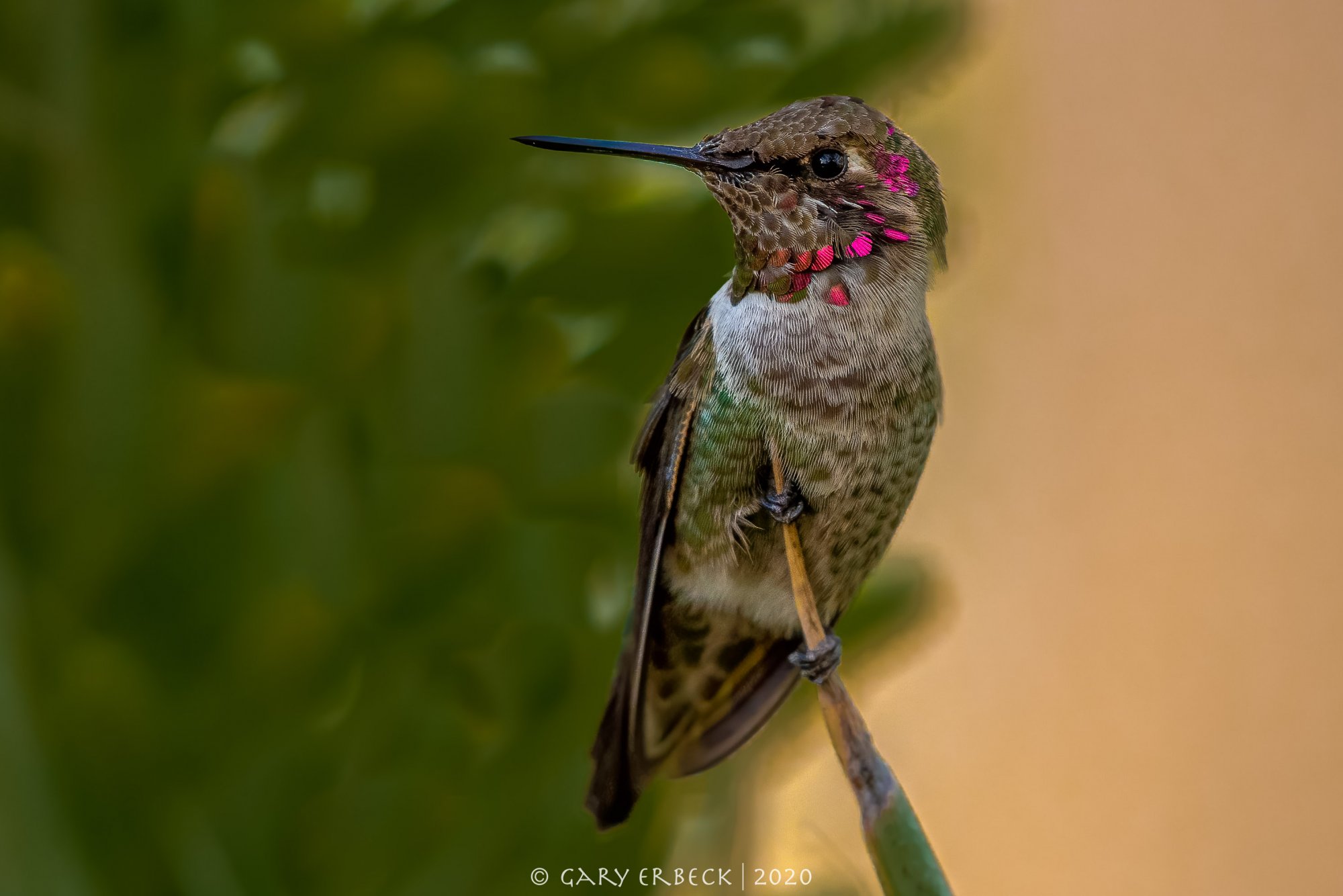 hummingbirdprotrait-1209-IMG_00231NIKON D5.jpg