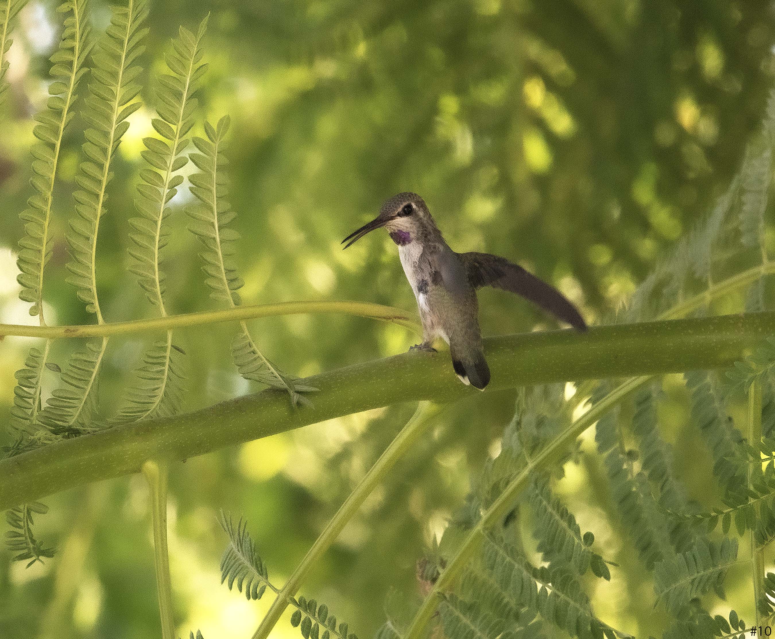 hummingbirds in a bush #10.jpg