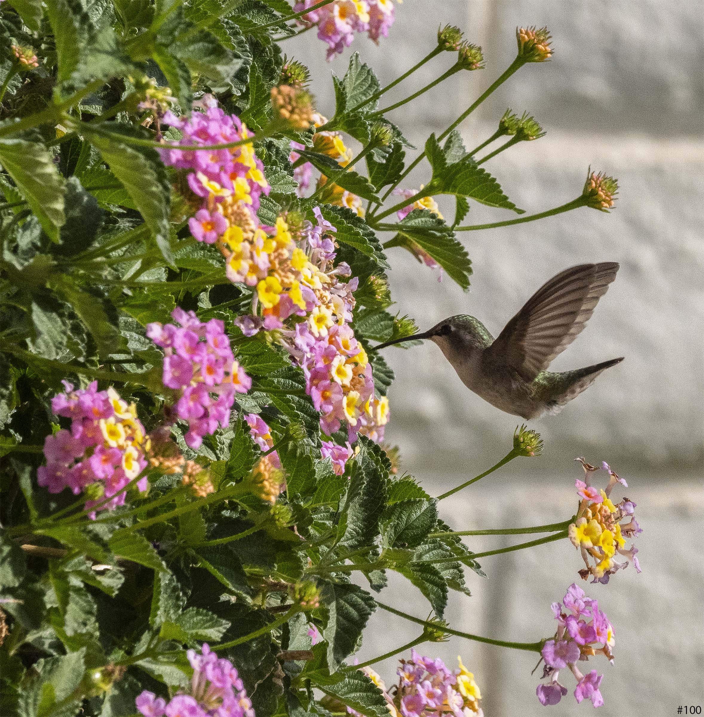 hummingbirds in a bush #100.jpg