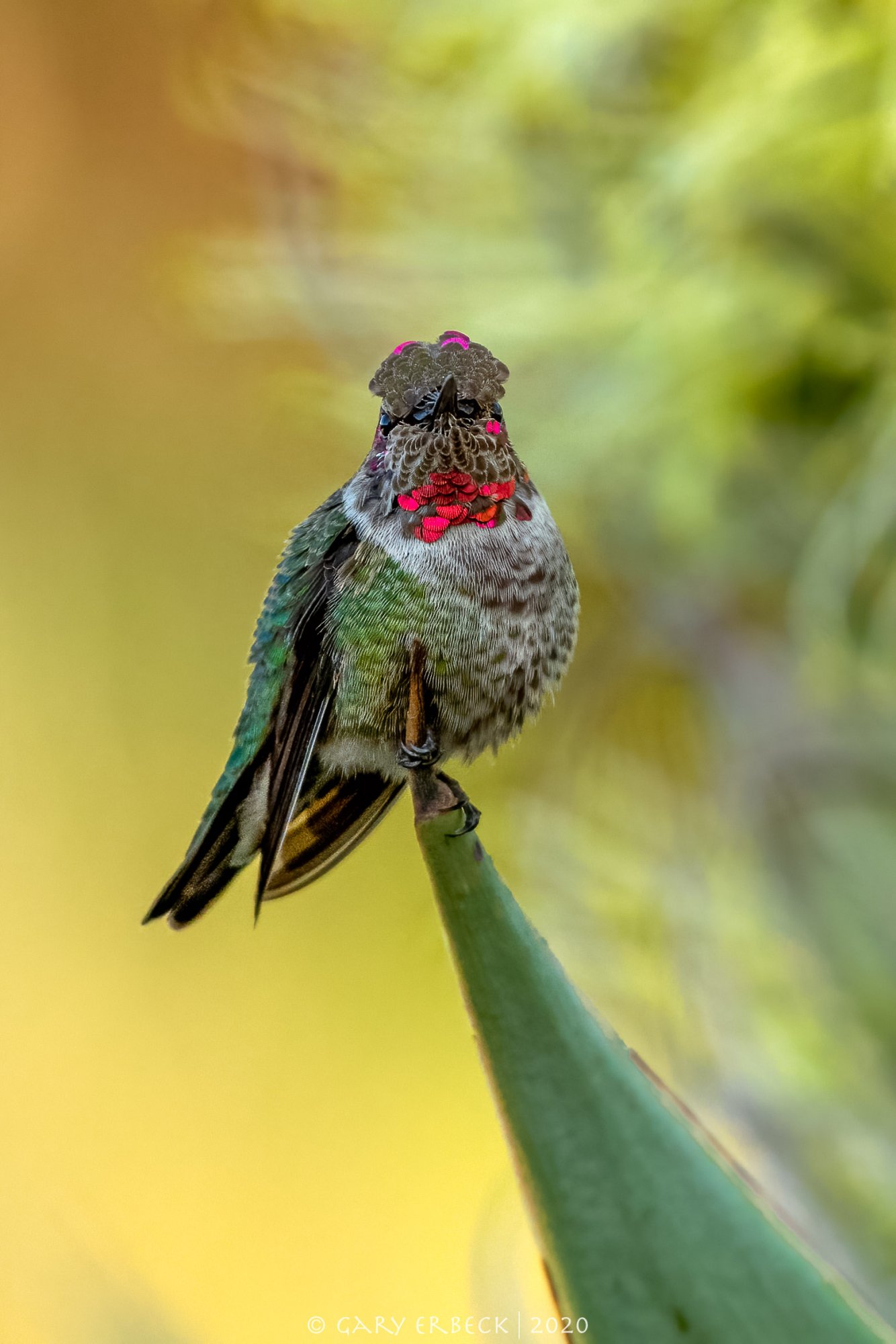 hummingbirdstraighton-1209-IMG_00141NIKON D5.jpg