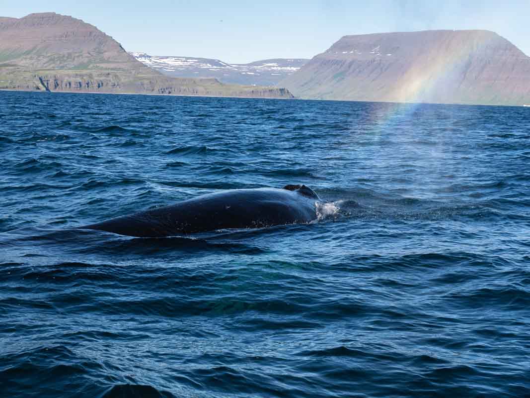 Humpback Whale.jpg