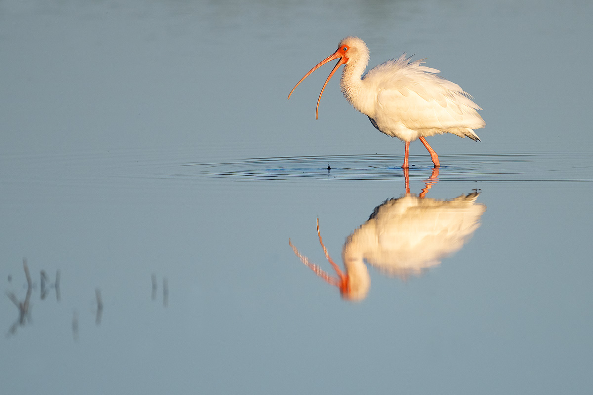 ibis-reflection.jpg