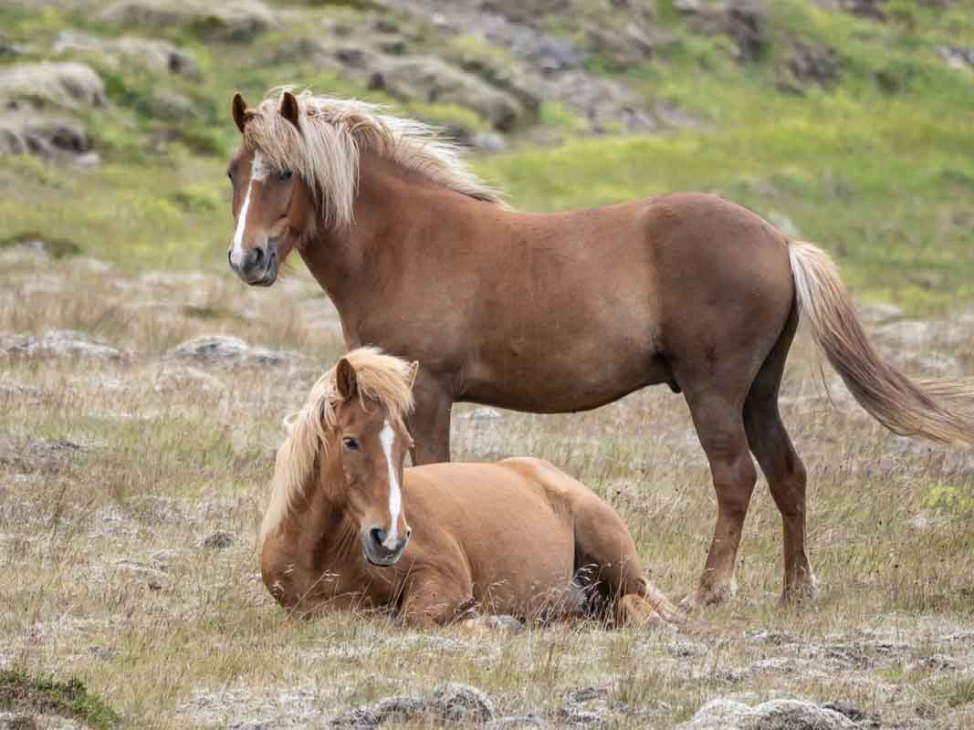 Icelandic Horses.jpg