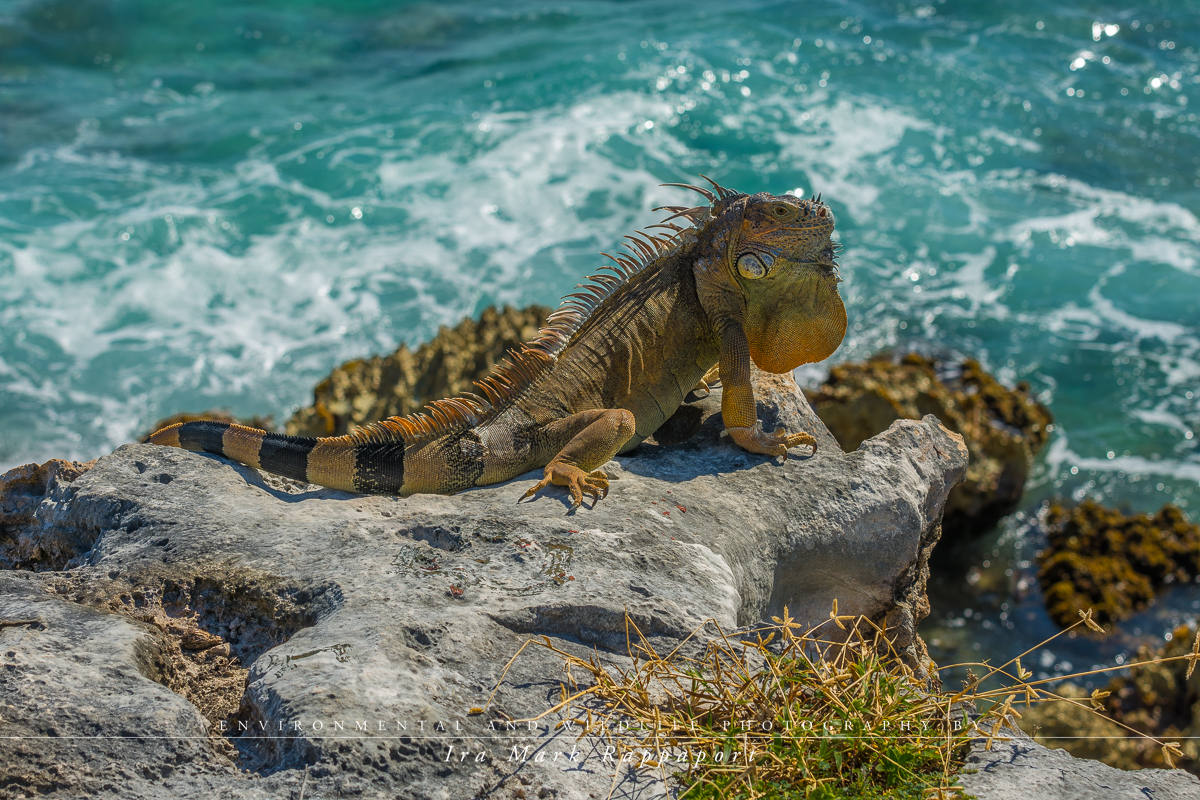  Iguana on  a cliff.jpg