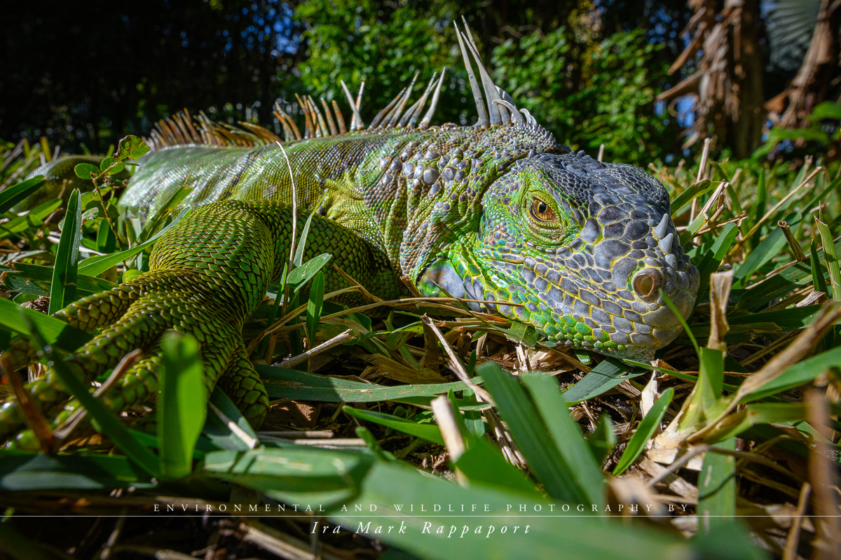 Iguana Wide Angle.jpg