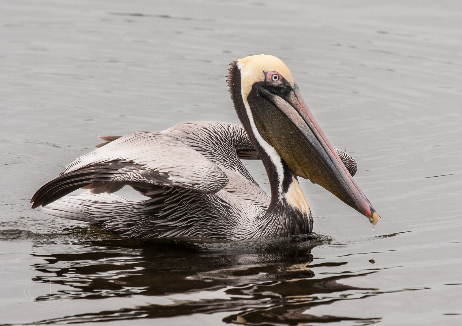 IMG_7042 Brown Pelican.jpg